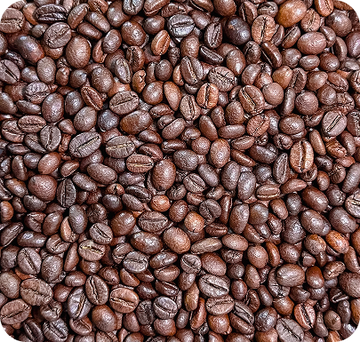 Robusta